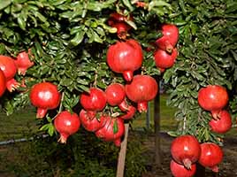 Fruit Farming - Pomegranate Cultivation