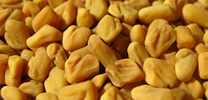 Fenugreek(Methi) - Crop Cultivation Guidence