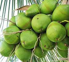 Fruit Farming - Coconut Farming