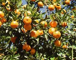 Fruit Farming - Orange Cultivation