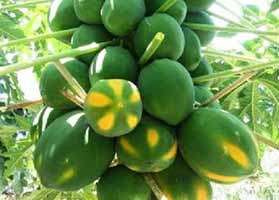 Fruit Farming - Papaya Cultivation