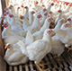 Livestock Farming - Poultry Farming