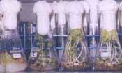 cottonlab.jpg (11088 bytes)