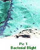 blight.jpg (15320 bytes)