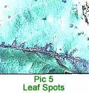 leaf.jpg (16287 bytes)