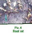 rot.jpg (15353 bytes)