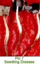 seedling.jpg (13565 bytes)