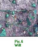 wlt.jpg (15505 bytes)