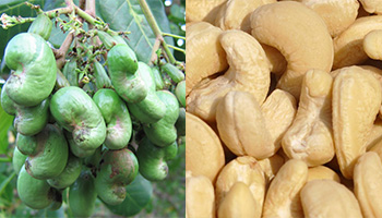 Cashew crop plantation Guidence