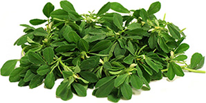 Fenugreek(Methi) leaves