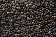 Black Pepper Cultivation Guidence