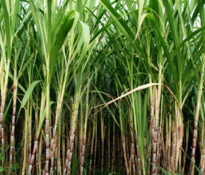 Sugarcane Exhibition