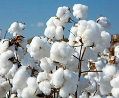 Cotton Exhibition