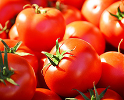 Tomato Exhibition