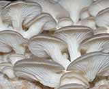Mushroom cultivation Guidance