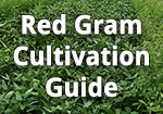Red Gram Cultivation Guide - IndiaAGroNet.Com