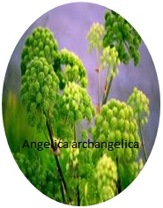Agri Classifieds- Angelica Seeds For Sale
