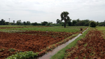 Agricultural Farm Land