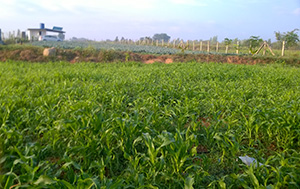 Agriculture Land For sale