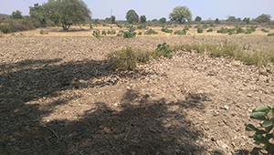 Agricultural Land for sale in MP