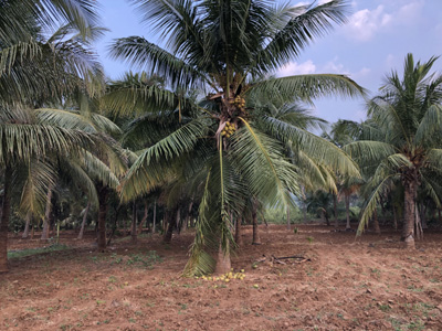 Coconut farm for sale