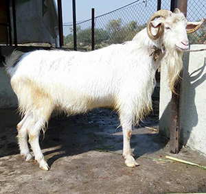 Breeds of Goat For Sale