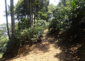 Agri Classifieds- Coffee Estate for sale at Madikeri