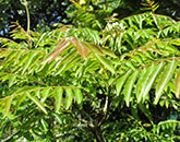 Curry Leaves cultivation Guidance