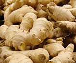 Ginger cultivation Guidance