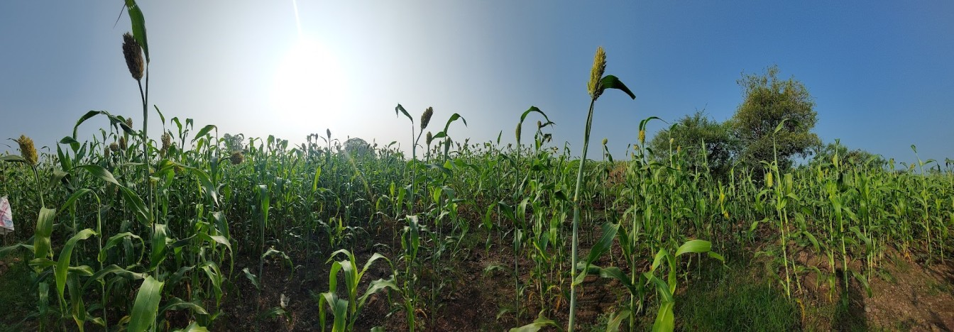 Jowar (Sorghum) dryland farming in India