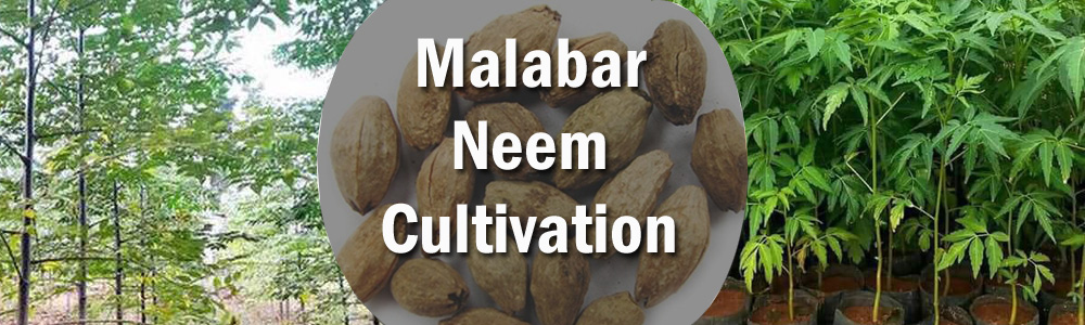 Malabar Neem Cultivation