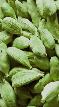 Cardamom  Cultivation - Crop Cultivation Guide