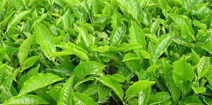 Tea Cultivation Guidence