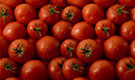 Tomato Cultivation Consultant