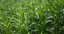  Crop Insurance in India